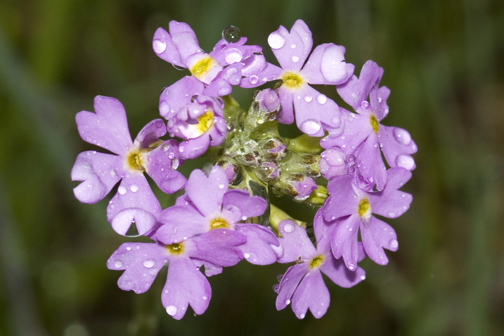 Primula farinosa